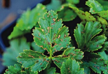 Fraschden von Kohlerdflhen (Phyllotreta) an Waldsteinia