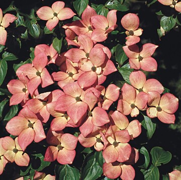 Cornus kousa ‘Satomi’  derzeit die beste rot blhende Sorte