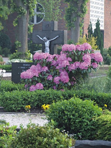 Die farbenfrohe Blte des Rhododendron lockt Besucher auf die Friedhfe Bild: James