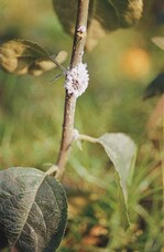 Blutlauskolonie am Apfeltrieb