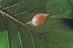 Zwiebelförmige Galle durch Buchengallmücke