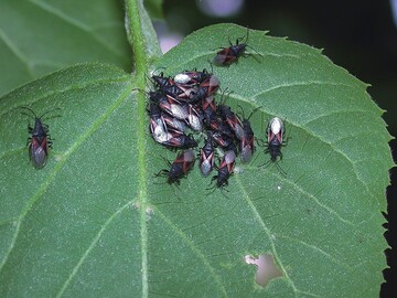 Oxycarenus lavaterae treten hufig an Linden auf