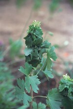 Schäden der kleinen Johannisbeertriebblattblaus an Ribes aureum