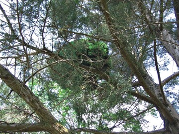 Natrliche Hexenbesenmutation auf einem Ast von Juniperus virginiana ‘Glauca’