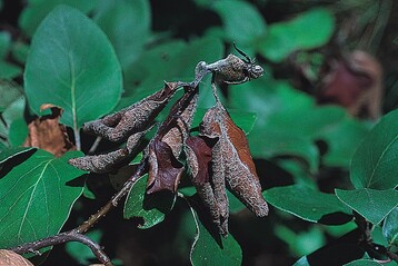 Gefhrlich fr Obst- und Ziergarten: Erwinia amylovora