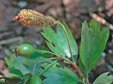 Auffllige Erscheinung: Weidorngitterrost an der Frucht