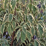 Schmale cremeweiße Randstreifen kennzeichnen die Blätter von Cornus kousa ‘Samaritan’