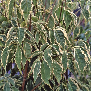 Schmale cremeweie Randstreifen kennzeichnen die Bltter von Cornus kousa ‘Samaritan’