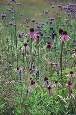 Neuer Planungsservice für Staudenpflanzungen von Simonsen