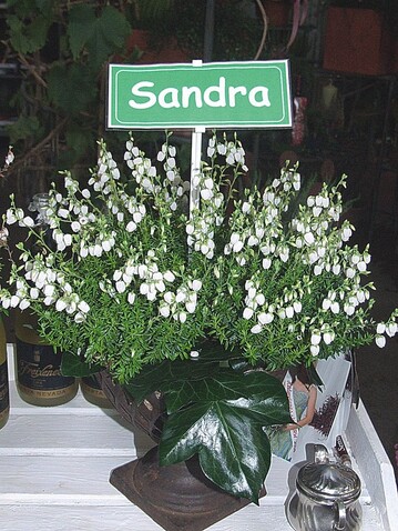‘Sandra‘ mit frher und lang anhaltender Blte Bild: Jam
