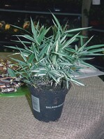 Minibambus mit buntem Laub als interessante Alternative