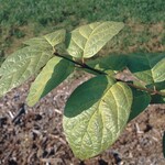× Sinocalycalycanthus raulstonii ‘Heritage Wine‘