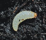 Larven des Dickmaulrüsslers: sie schädigen die Wurzeln vieler Wirtspflanzen