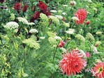 Rote Rabatte: Ammi visnaga ‘Green Mist’ & Dahlia ‘Chat Noir’