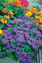 ‘Ariella Blue’ von Nebelung bildet dichte Blütenkissen