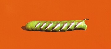 Raupe des Ligusterschwrmers