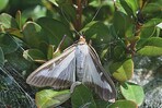 Falter des Buchsbaumzünslers
