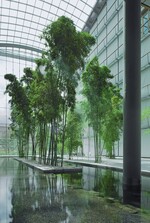 Hochdrucknebel sorgt für ideale Bedingungen für den Riesen-Bambus