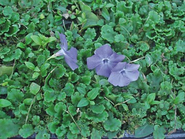 Vinca als Bodendecker, vollstndig mit Lebermoos durchsetzt