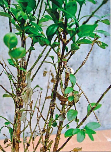 Cylindrocladium verursacht Verfrbungen an Buxus