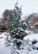 Koniferen brechen durch Schneelast leicht auseinander