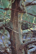 Vom Rotpustelpilz befallene Äste möglichst rasch entnehmen!