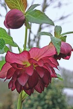 Die neue Generation von Lenzrosen bietet neben neuen Farben auch extravagante Blütenformen, wie diese rot-gefüllte Variante