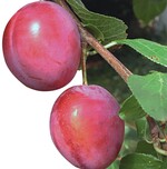 Auch Steinobst ist zukünftig in der Obstdatenbank zu finden