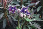 Spannende kombination: Borago officinalis vor Euphorbia × martinii