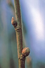 Deutlich verdickte Johannisbeerknospe nach Besiedlung durch Gallmilben