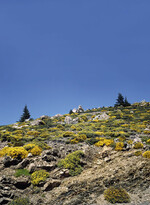 Linke Seite: Halimium commutatum
und Genista quadriolia an den felsigen
Hängen des nordafrikanischen
Rifgebirges