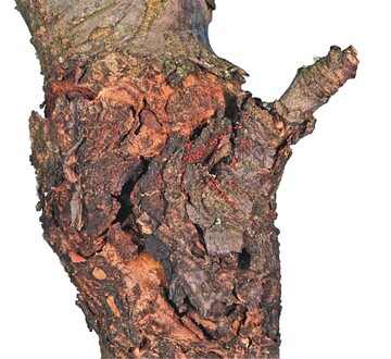 1 Obstbaumkrebs mit Fruchtkrpern