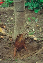 3 Dieser Baum wurde zu tief gepflanzt – Rinde und Wurzel sind abgestorben, schließlich stirbt der ganze Baum