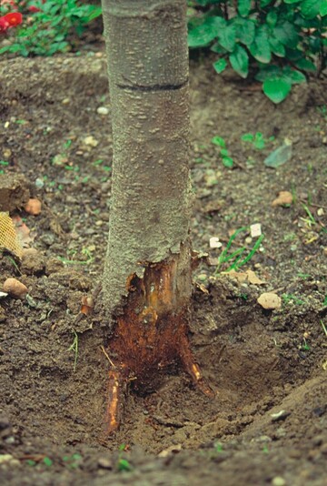 3 Dieser Baum wurde zu tief gepflanzt  Rinde und Wurzel sind abgestorben, schlielich stirbt der ganze Baum