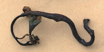 Triebdeformationen an Blutpflaume durch Taphrina pruni