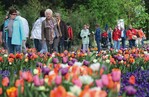 Das schöne Frühlingswetter lockte auch in Oberösterreich zahlreiche Besucher auf die Landesgartenschau