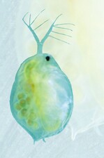 „Versuchskaninchen“ für die Wirkung starker Pumpen: Daphnia-Weibchen