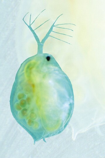 „Versuchskaninchen“ fr die Wirkung starker Pumpen: Daphnia-Weibchen 