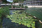 Auch im öffentlichen Bereich – wie hier im Felsenbad Pottenstein – lässt sich im Badeteich mit Seerosen arbeiten