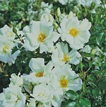 1 ‘White Haze’, Tantau: breitbuschiger Strauch mit einfachen, duftenden Blüten