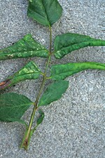 Befall mit Rosenblattrollwespe: In den zusammengerollten Blättern fressen die Larven des Schädlings