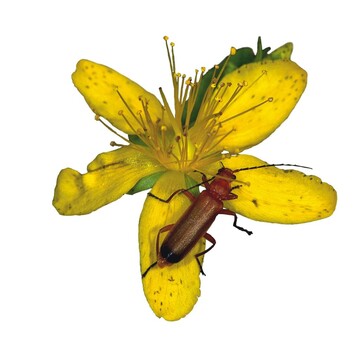 1 Weichkfer fressen am liebsten kleine Insekten