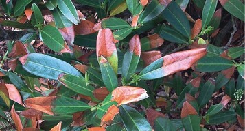 2 Durch Wintertrockenheit verbrunte Blattspitzen