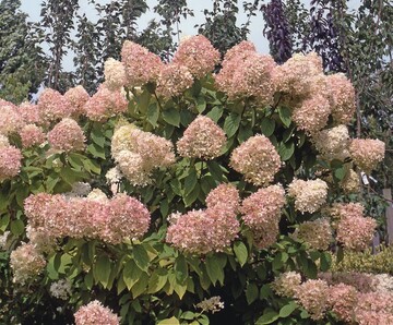1 Hydrangea paniculata Limelight: Sorte mit exzellentem Gartenwert 
