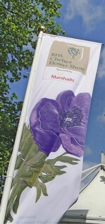 1 Blauer Himmel, blaue Gartenranunkel – so stellte sich die Chelsea Flower Show 2009 in London zum Eröffnungstag dar