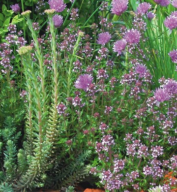 Oben rechts: Ein Krutergarten kann auch wie eine ganz normale Staudenpflanzung gestaltet werden, hier mit Sedum reflexum, Thymus pannonicus und Allium schoenoprasum