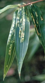 Starker Besatz durch die Bambusspinnmilbe