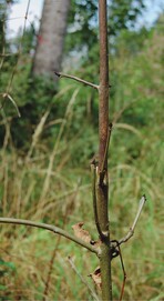 Infizierte Triebe weisen gelblich-ockerfarbene bis rostrote Rindenverfärbungen auf, zunächst werden die jüngsten Triebe befallen