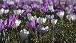 1 Ein typisches Frühjahrsbild: Crocus vernus bildet durch Brutzwiebeln und Selbstaussaat regelrechte Krokuswiesen