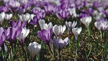 1 Ein typisches Frhjahrsbild: Crocus vernus bildet durch Brutzwiebeln und Selbstaussaat regelrechte Krokuswiesen